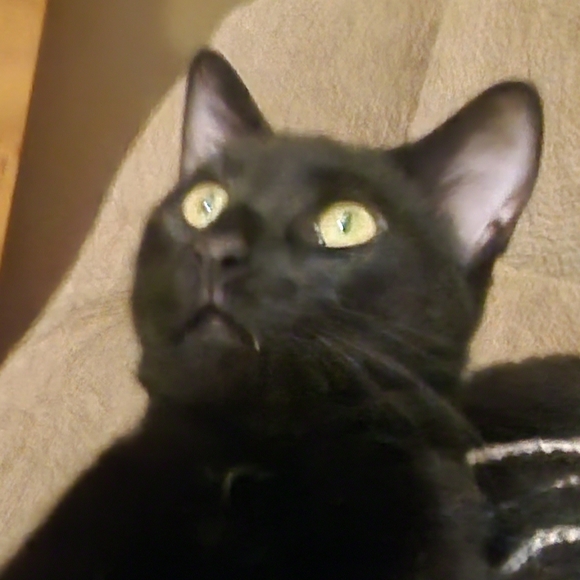 Like for live show listings! 🩷 - Picture 3 of 5